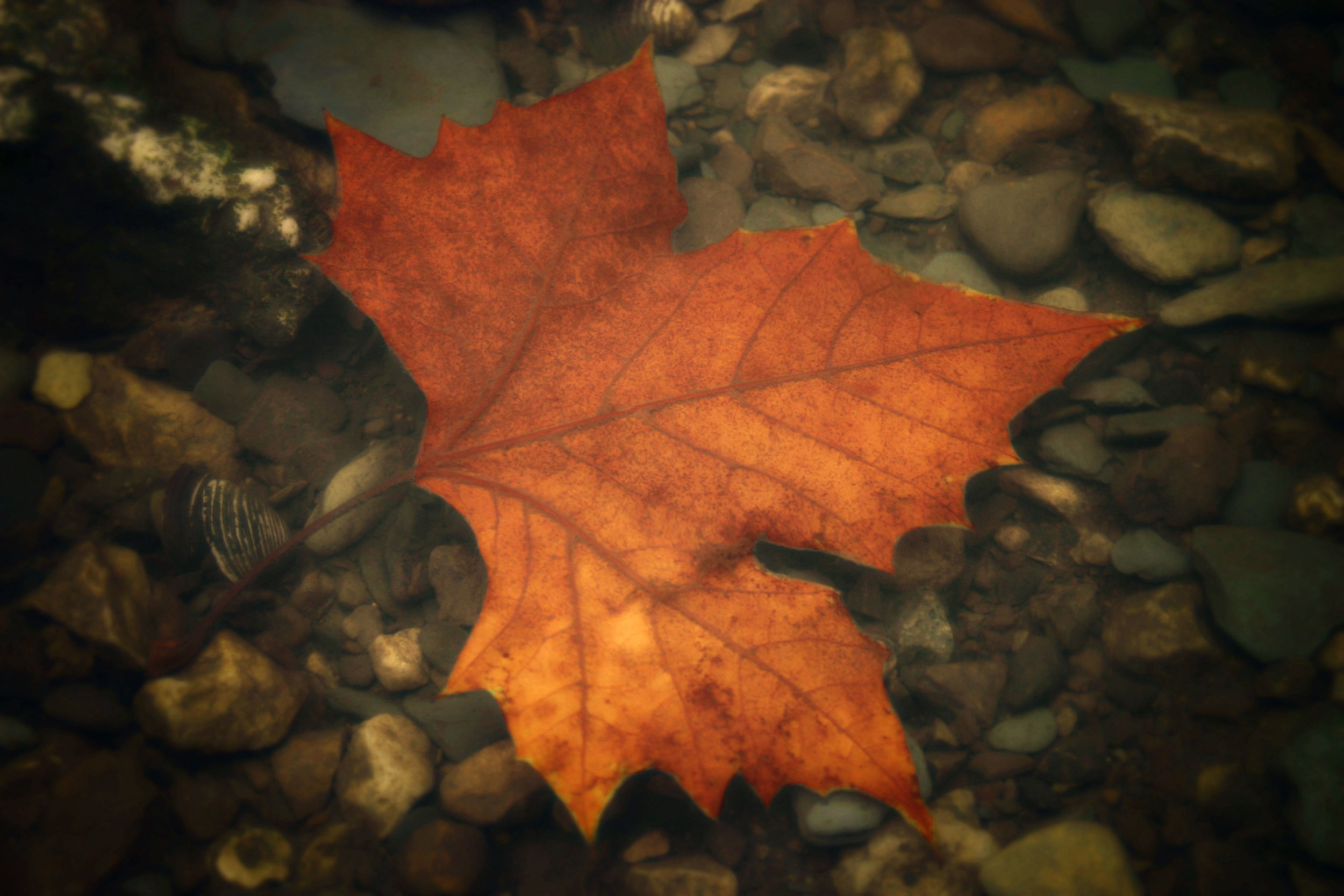 Autumn Adrift IV_3.jpg