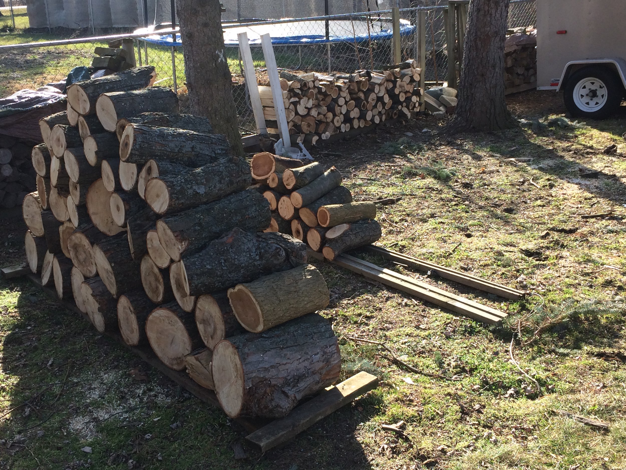 Firewood yield from unexpected tree-trimmer visit