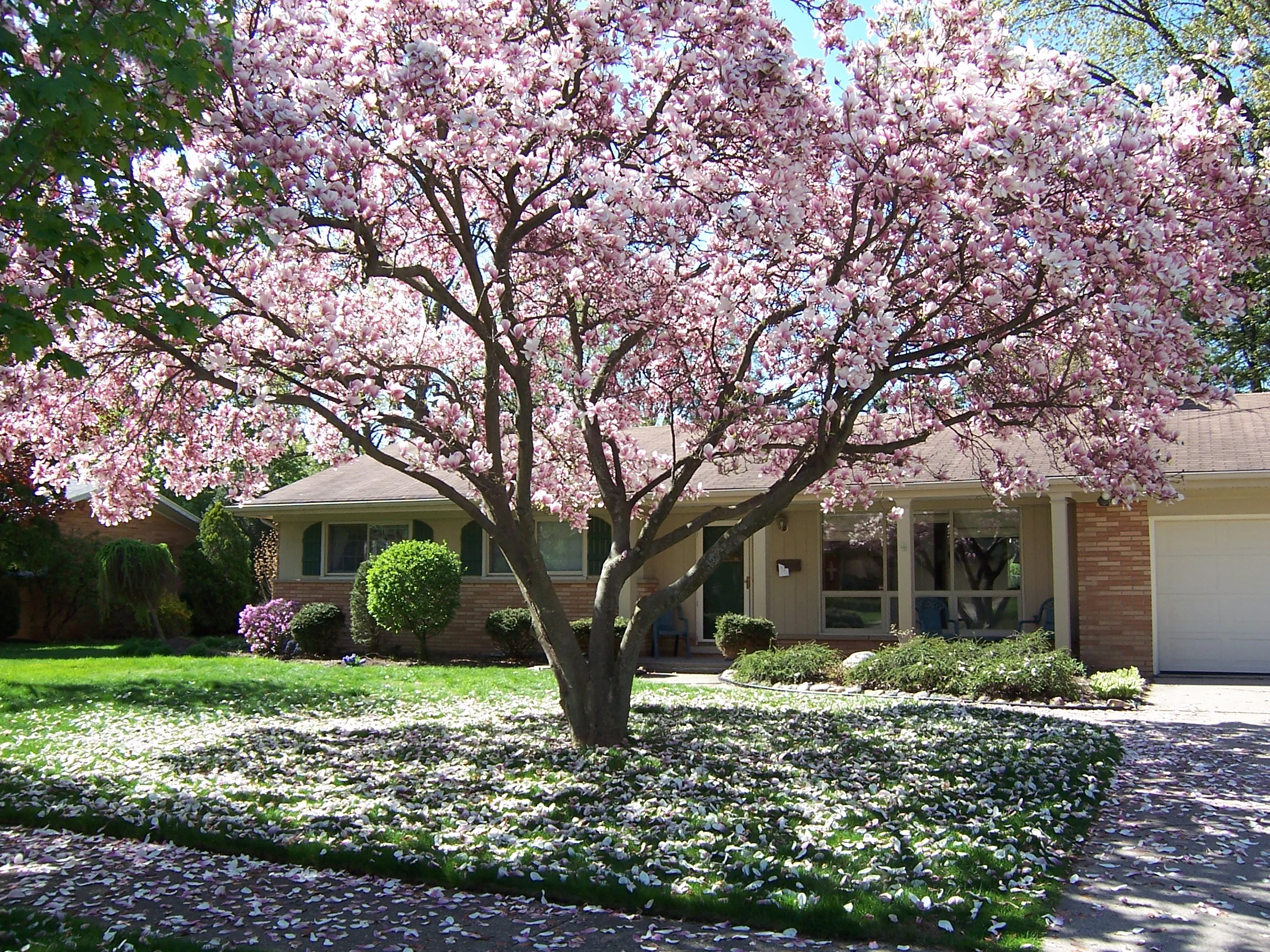 11-05 Magnolia  Bloom & House (3).JPG