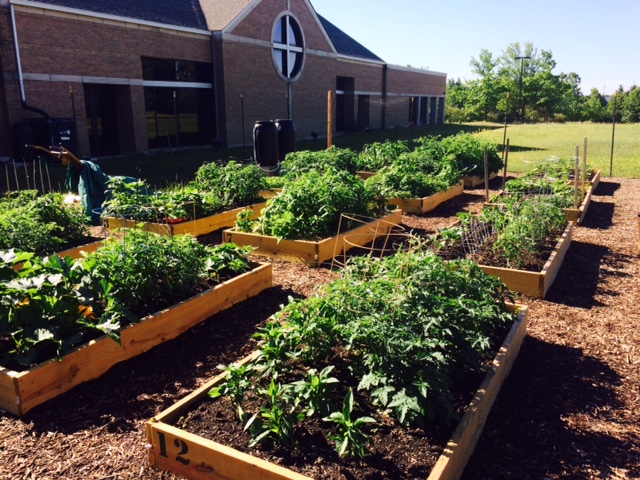Thanks to fertile soil, Grace's Acre is growing robustly in late June. These raised beds adjoin a large area of ground rows that supply our food pantry and market program.