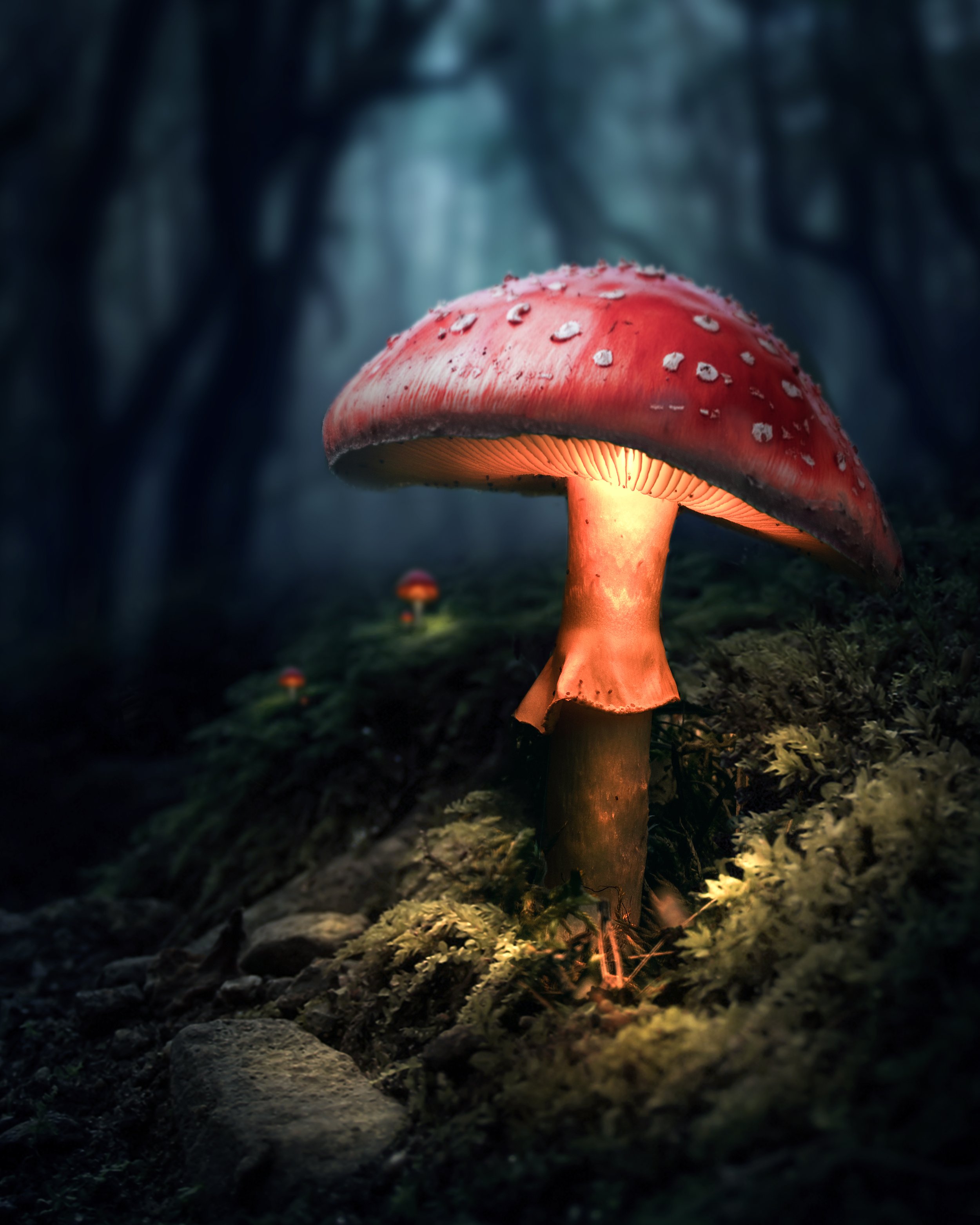 glowing mushroom_new.JPG