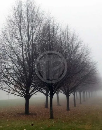 Trees in Fog 11" x 14" photograph
