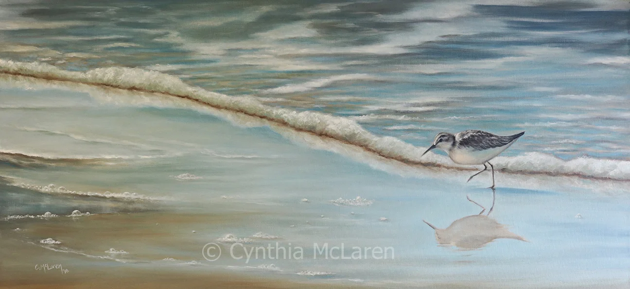 Solitary Sandpiper