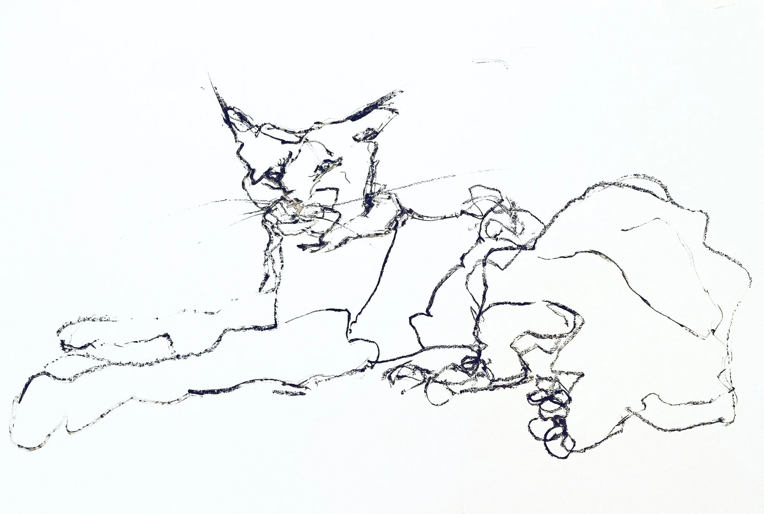 Bobcat - Wildside exotic animal rescue
