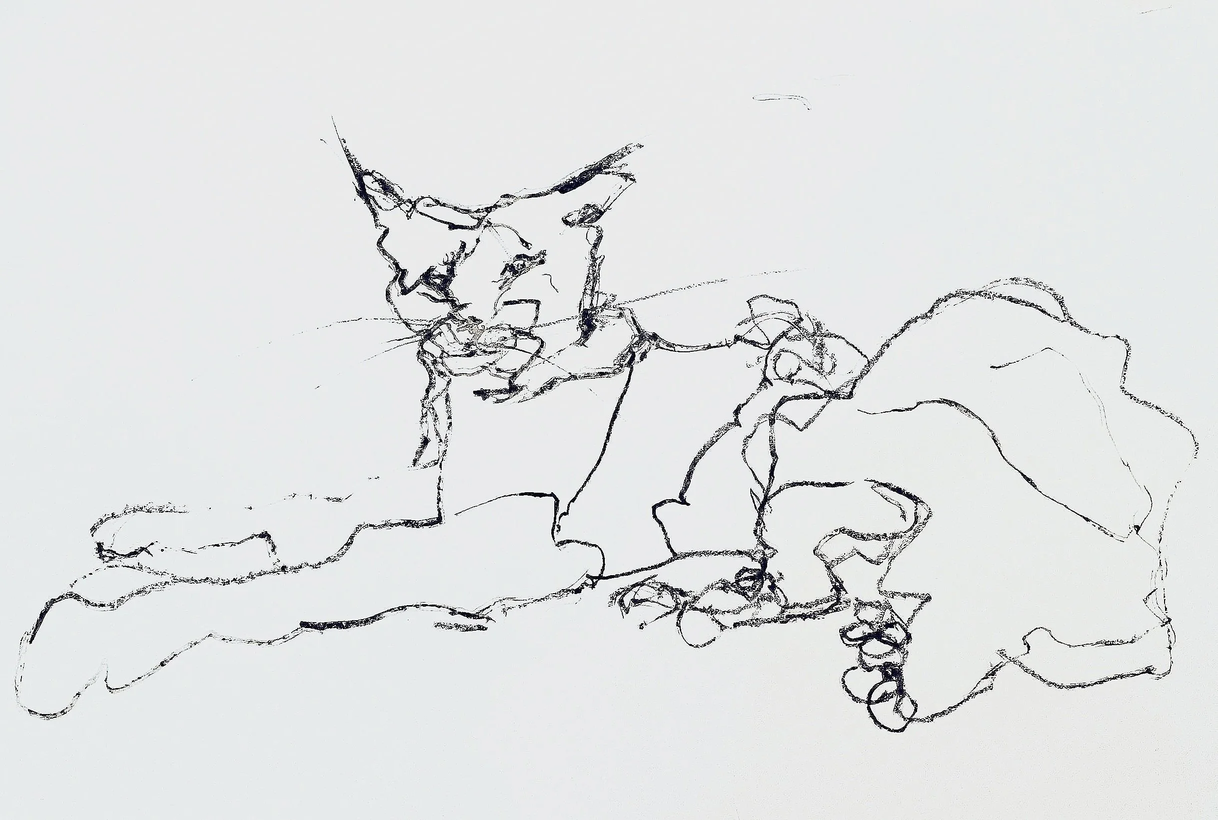 Bobcat - Wildside exotic animal rescue