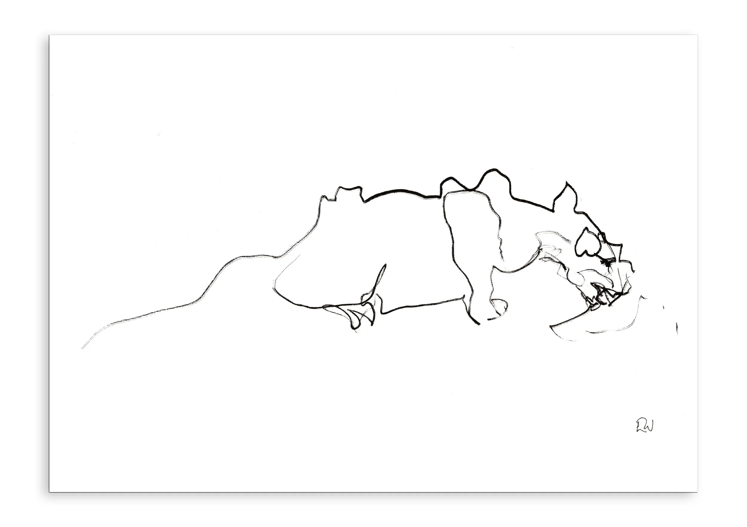 Puma Eating