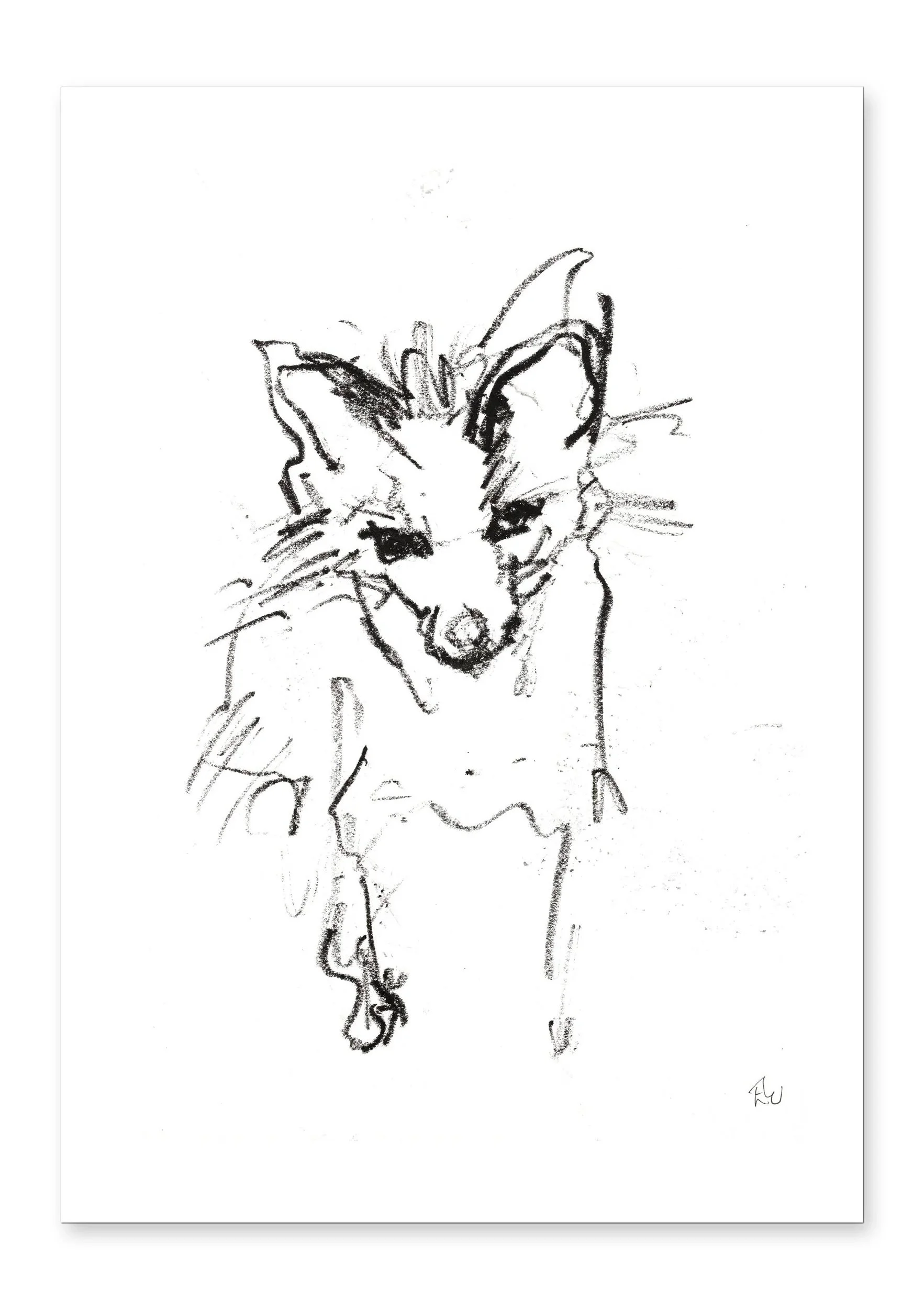 Racoon Dog