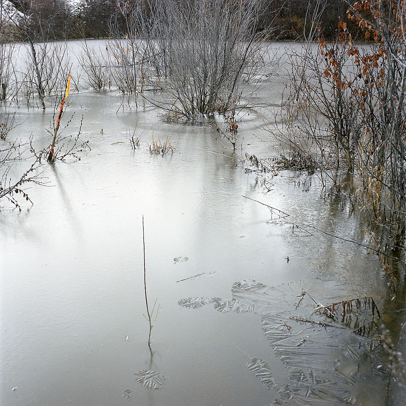 Frozen_v01.jpg