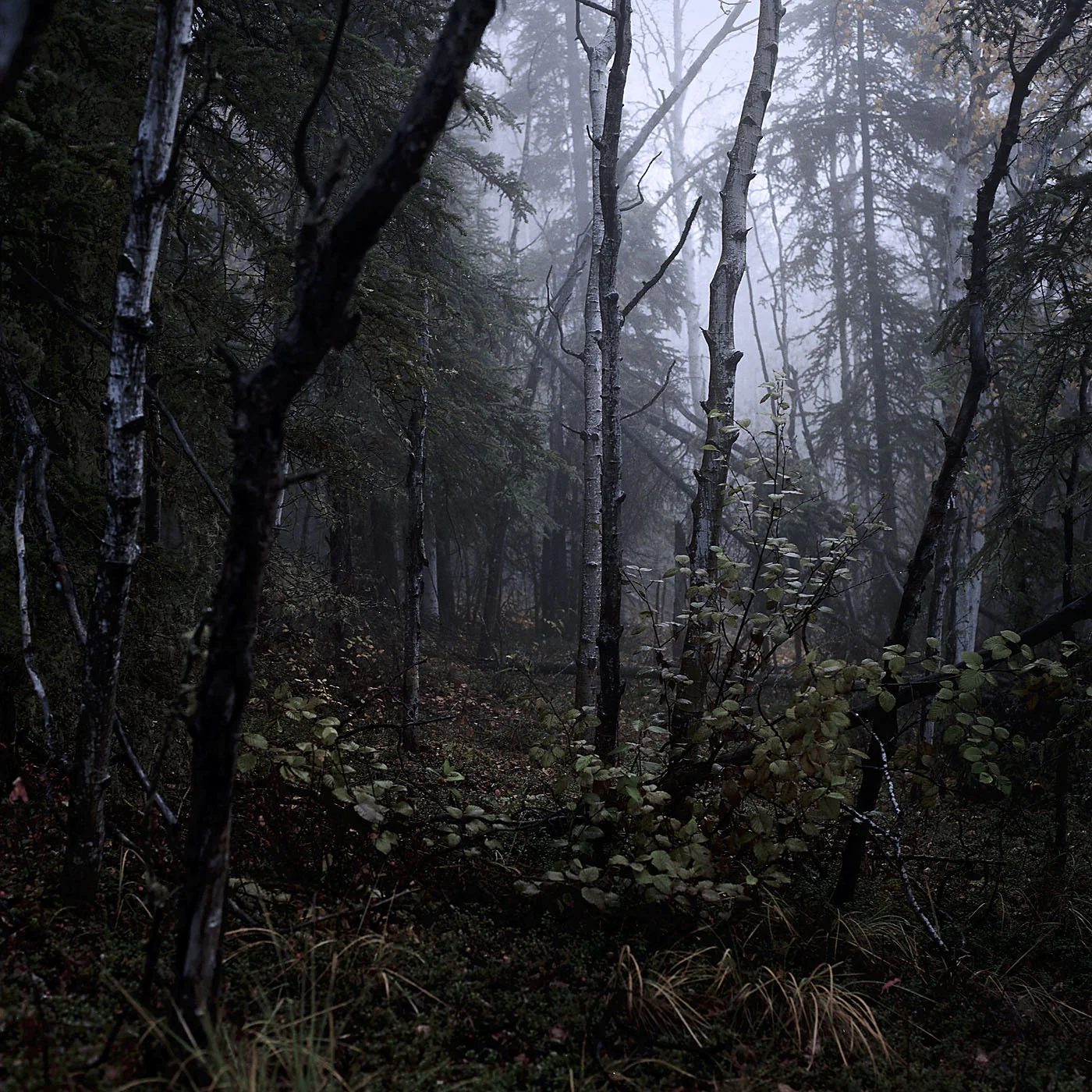 Woods_v01.jpg