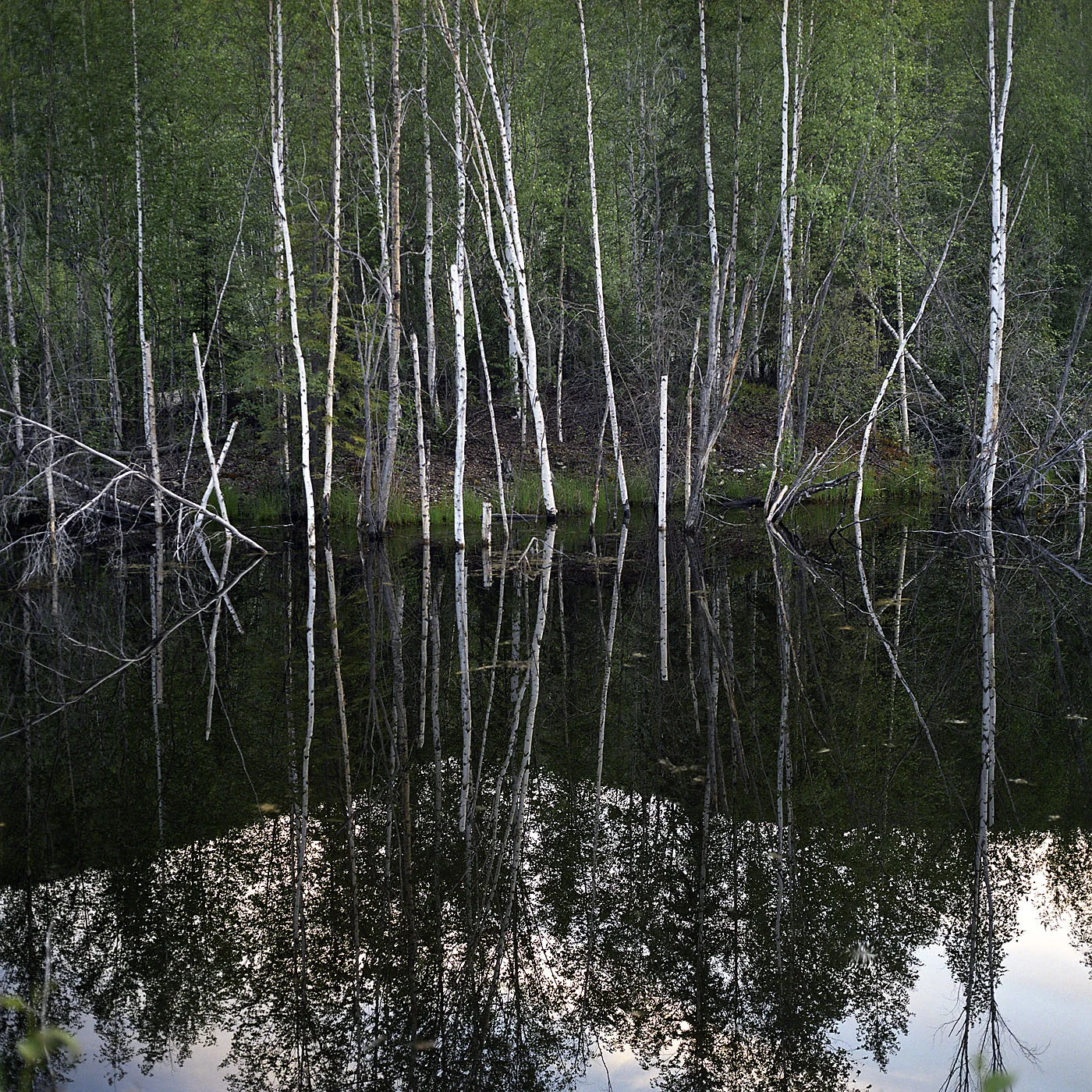 Birch Pond_v01.jpg