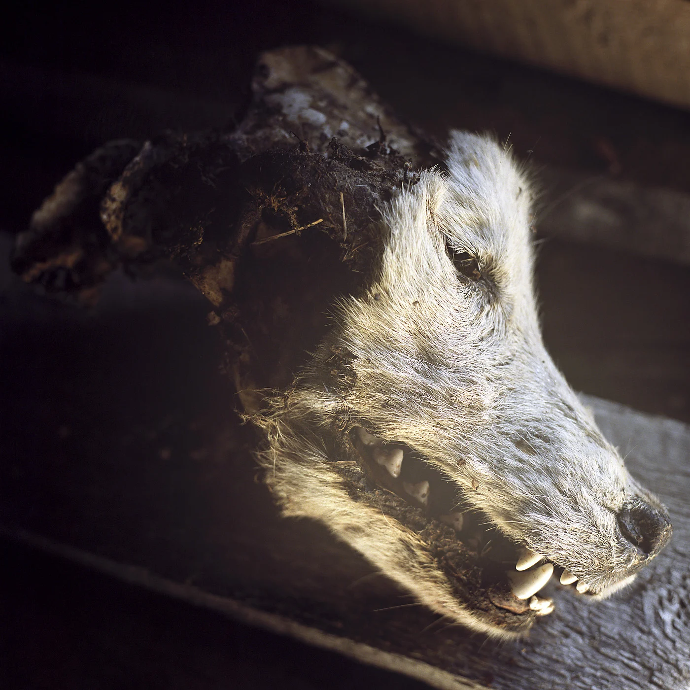 Wolf_v01.jpg