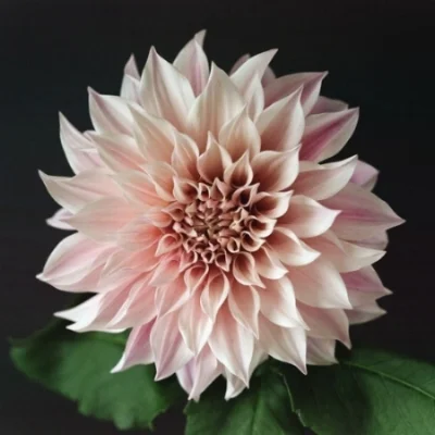 000437880002colorsize.jpg