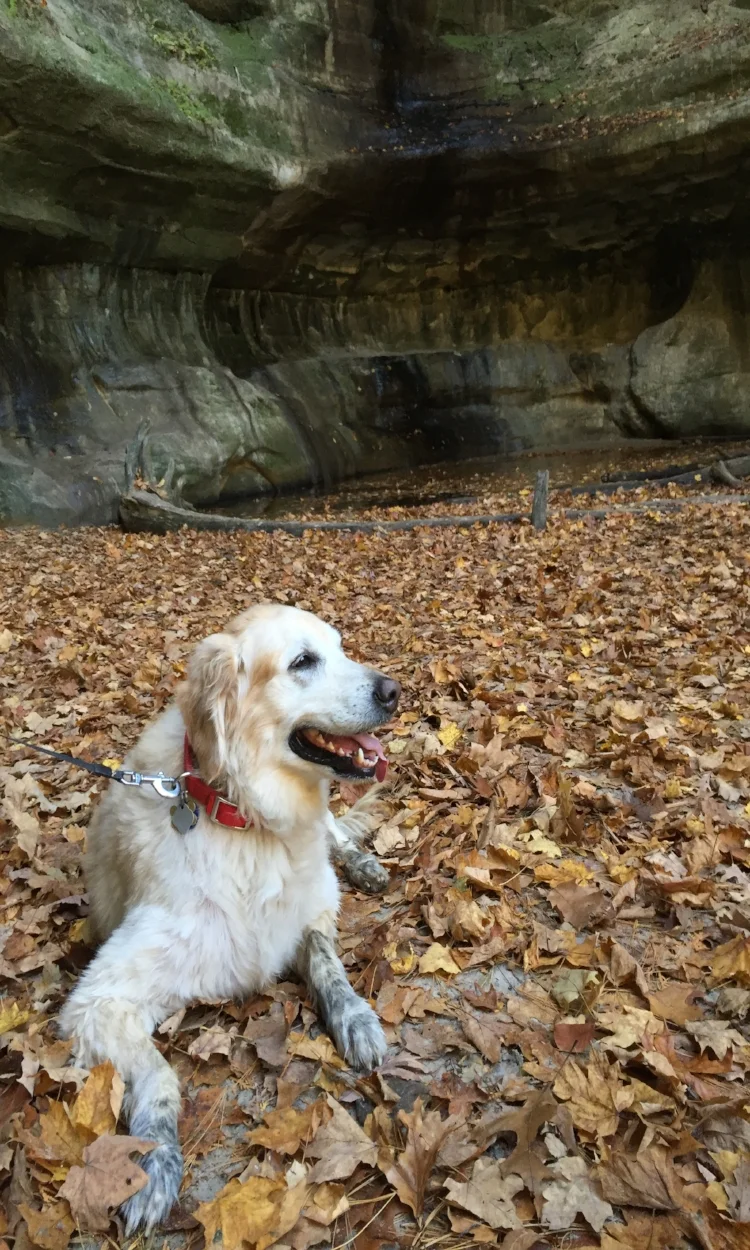Rosie taking a break from hiking at Starved Rock