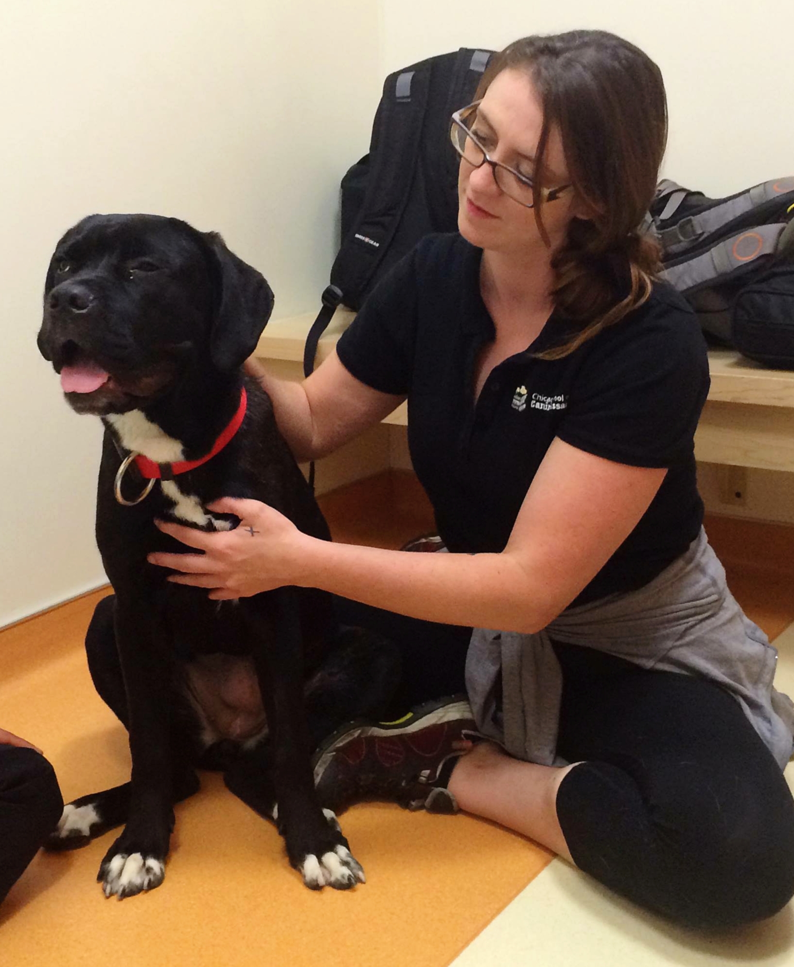 Volunteering at Anti-Cruelty Society with Chicago School of Canine Massage