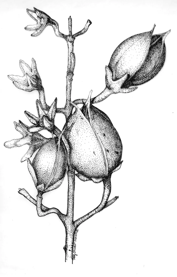 Husks 8x11 in Pen and ink on vellum