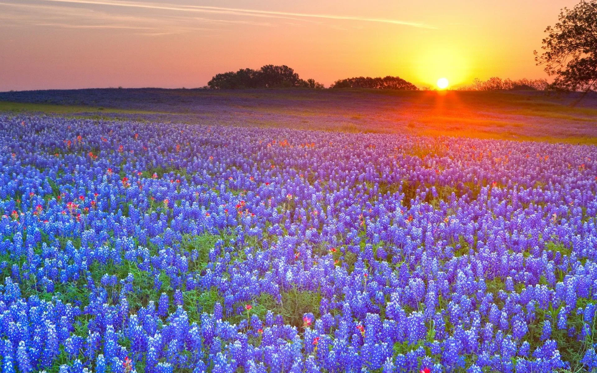 Places-to-see-bluebonnets-in-Austin.jpg