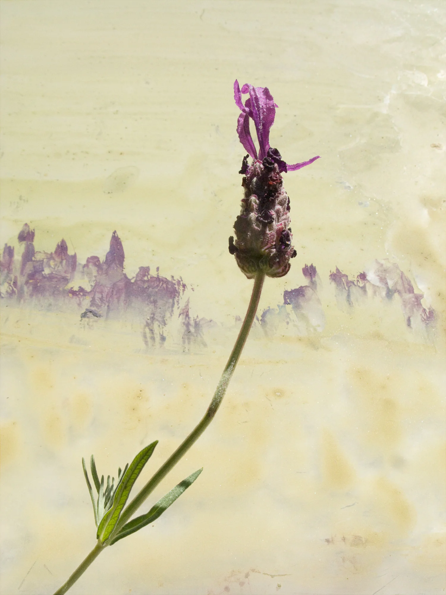 Normandie_painted_still_life_2011_IMG_0515.jpg