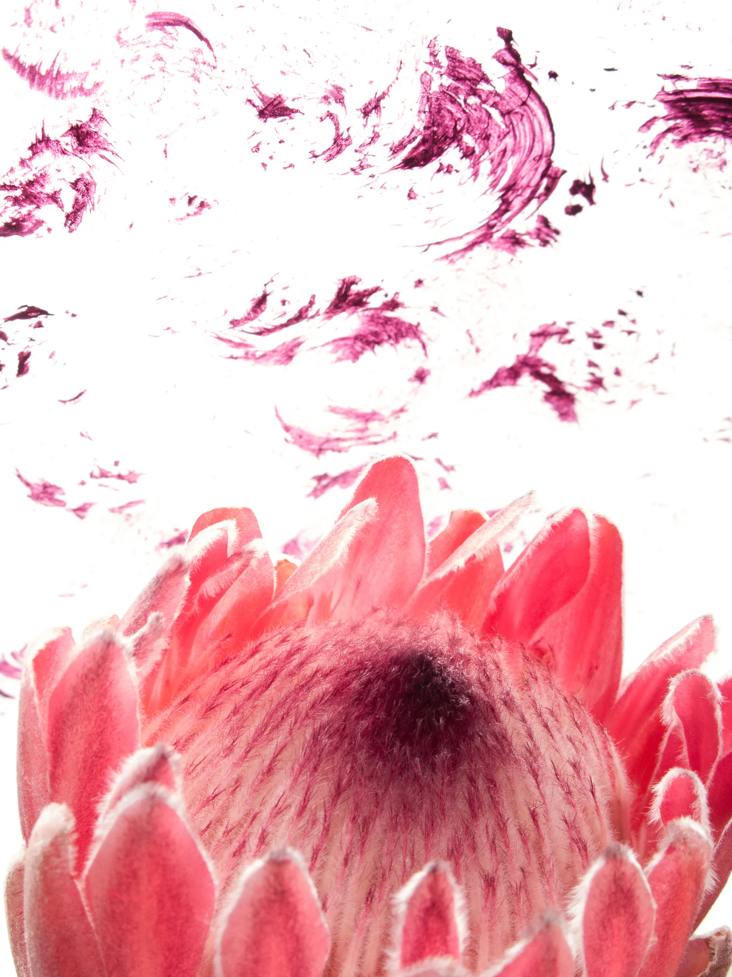 SAfr_painted_still_life_2013_IMG_3300_24x20withBorder.jpg