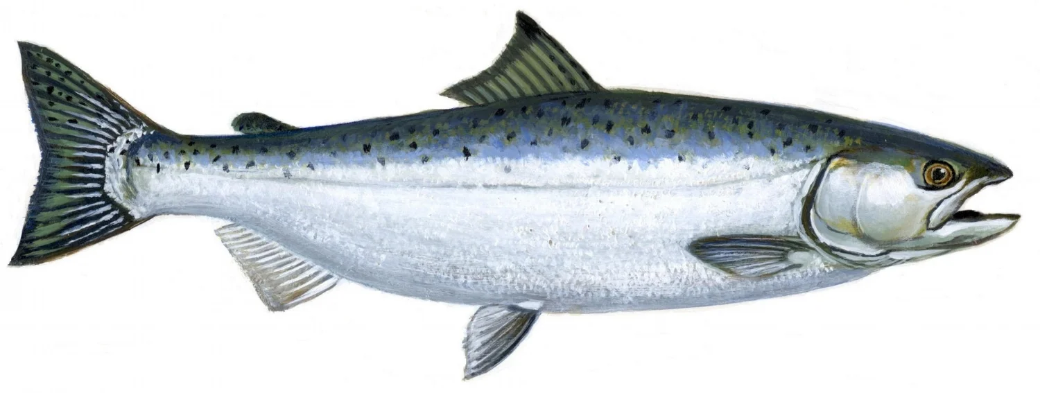 salmon2.jpg