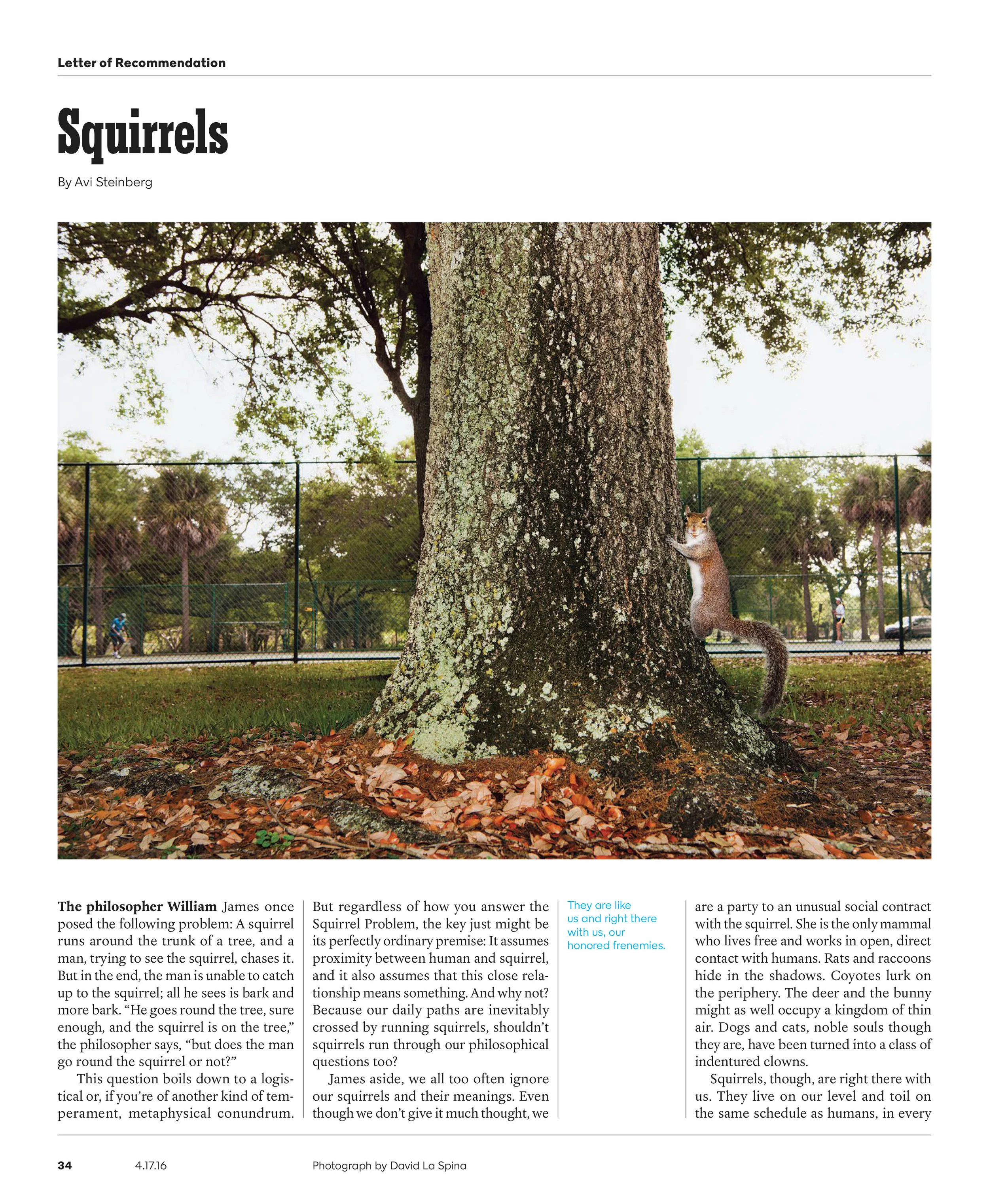 Letter of Recommendation: Squirrels