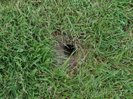 Vole Hole