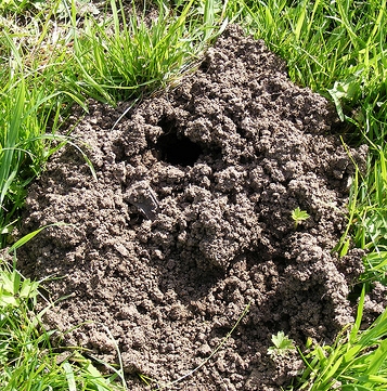 Mole Hole