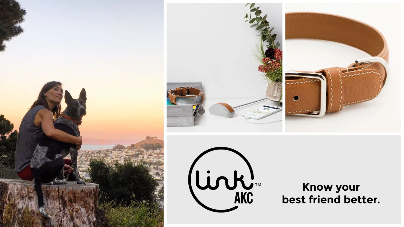 Origin worked with LINK AKC to create a smart dog collar using our experience design method.