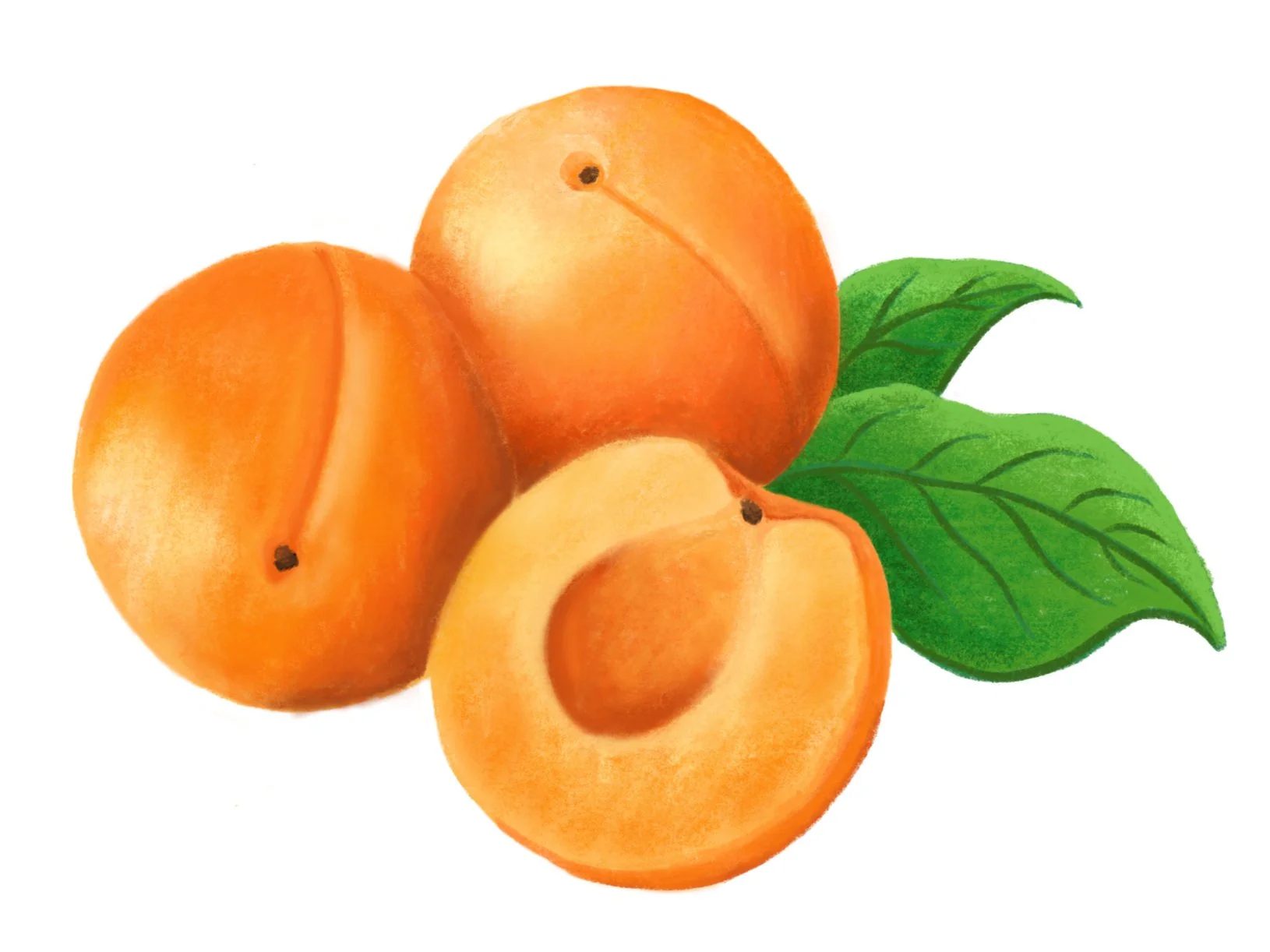 Apricot.jpg