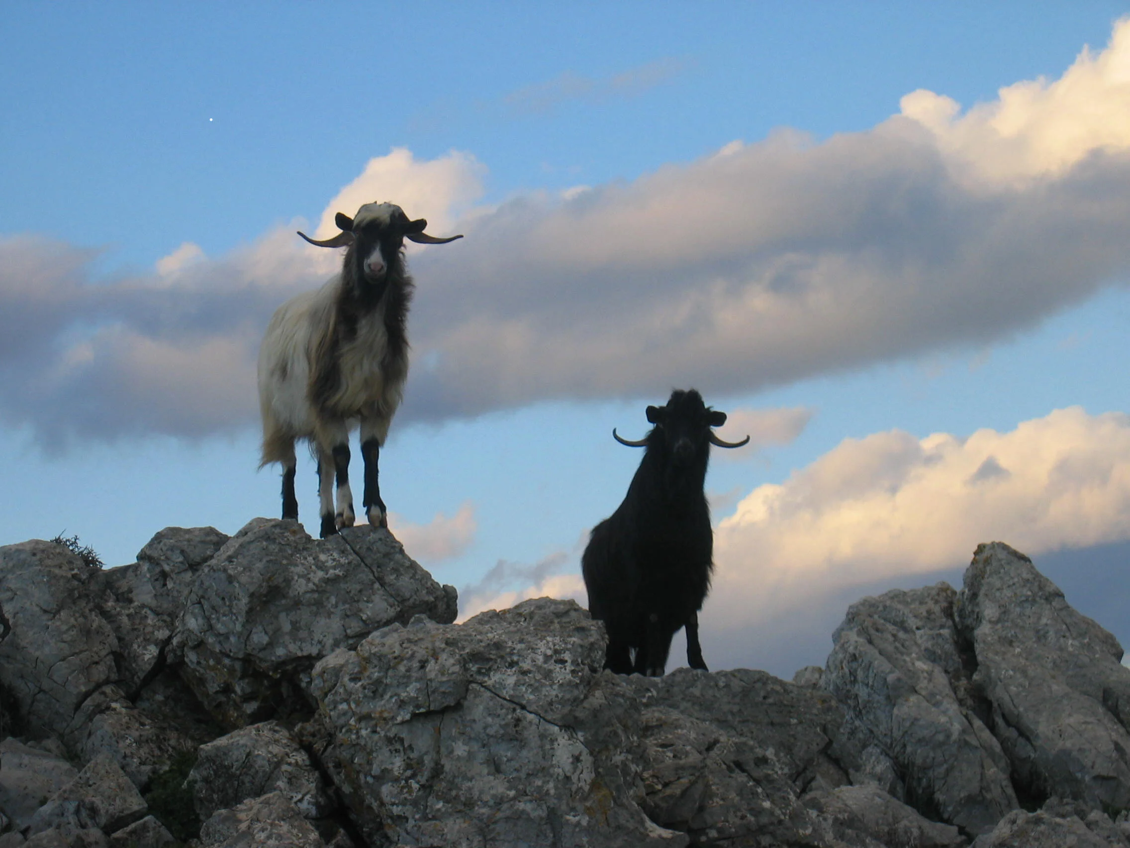 goats on giouchtas.JPG