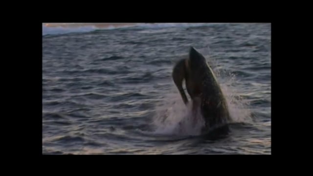 Nat Geo - Shark Attack Experiment