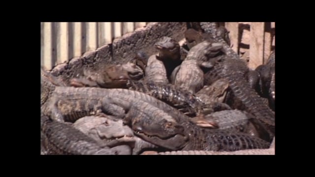 Animal Planet - Rocky Mt. Gators