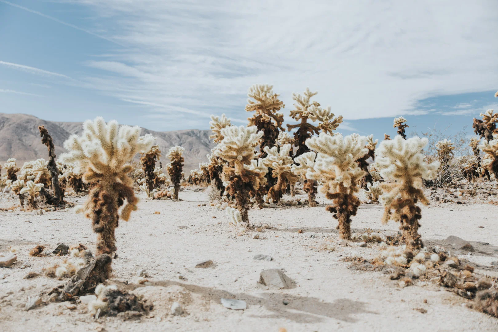Joshua_Tree-017.jpg