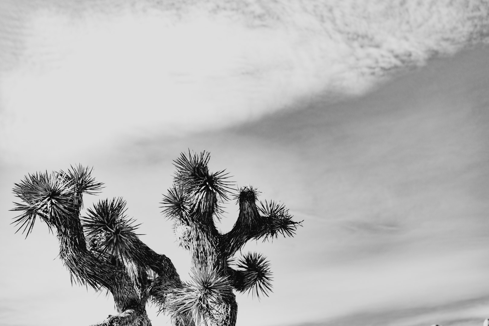Joshua_Tree-180.jpg
