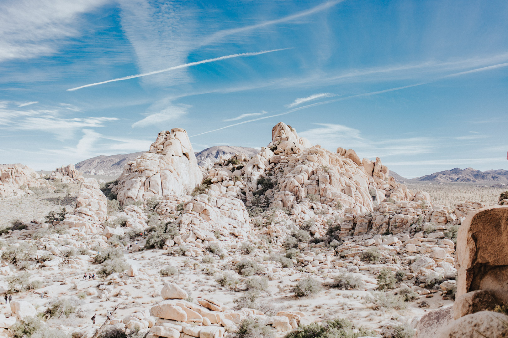 Joshua_Tree-223.jpg