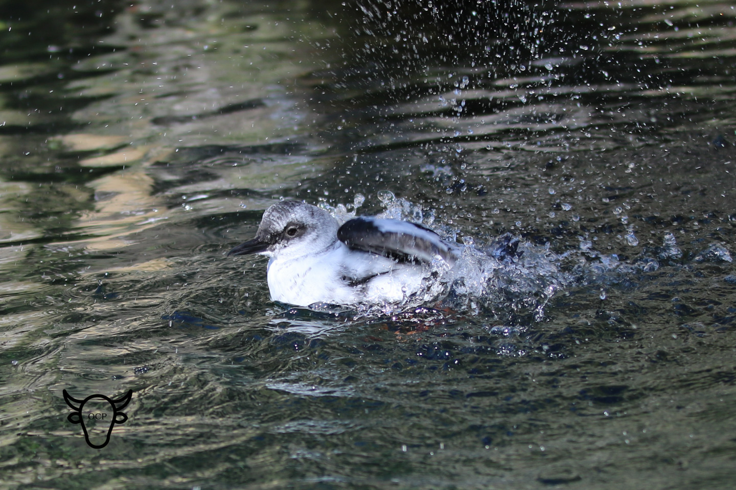 bird splash 2 10262017.jpg