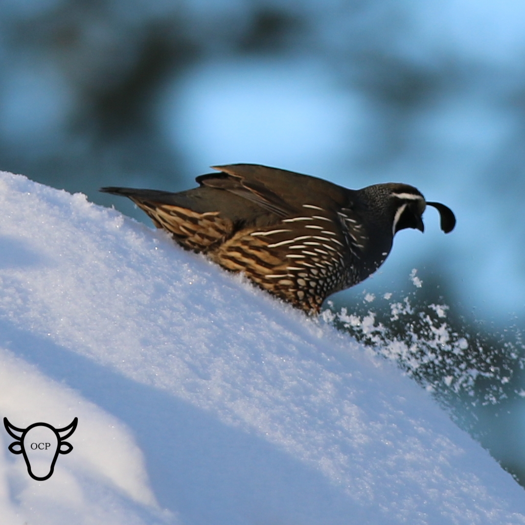quail throw snow feb 24.jpg