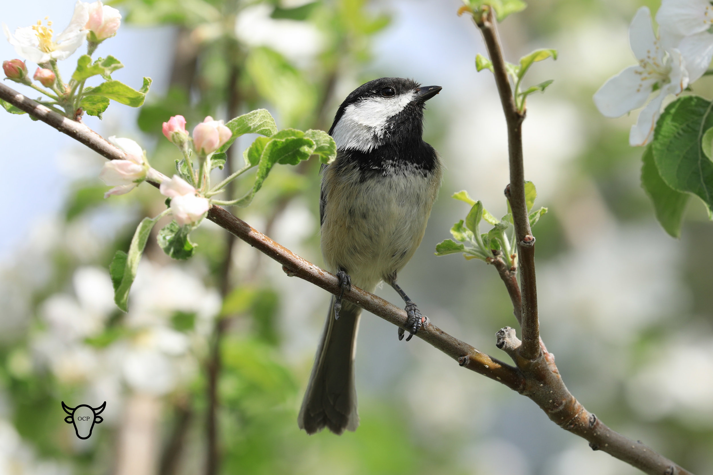 bird apple 4  may 2019.jpg