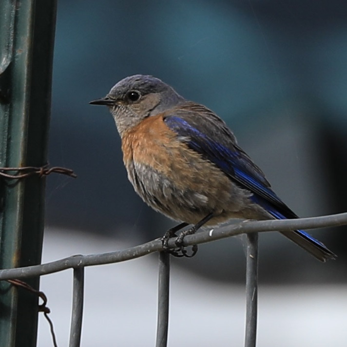 bluebird may 2019.jpg