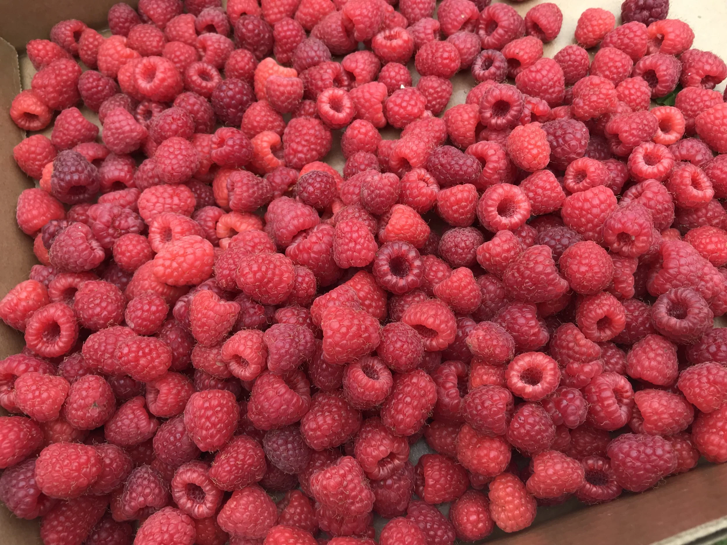 These berries are from this year’s first visit to Blue Vista Farm. The Purple Royalties are much darker.