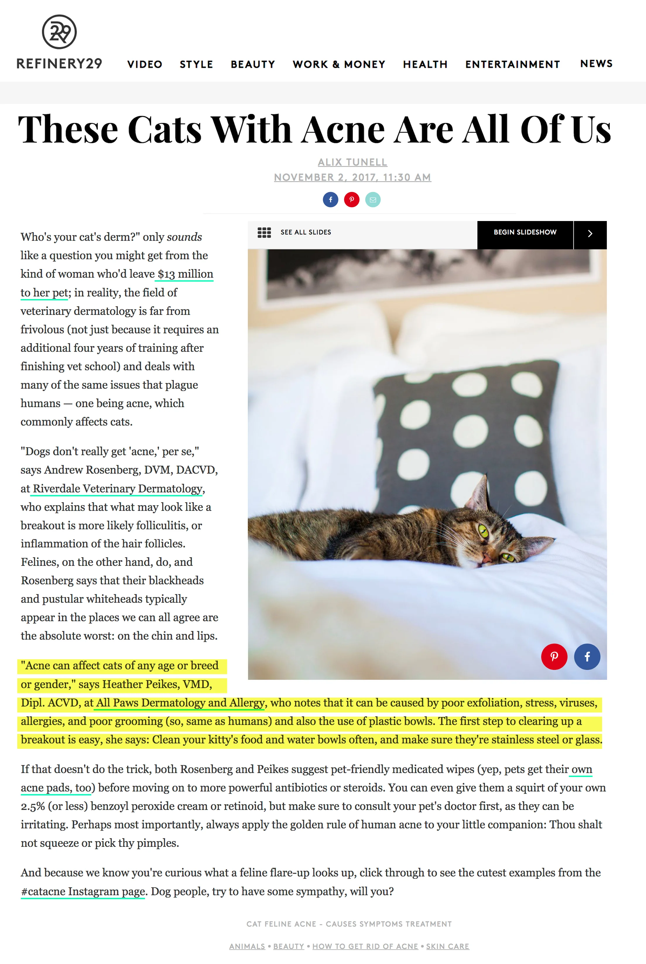All Paws Refinery 29 article.jpg