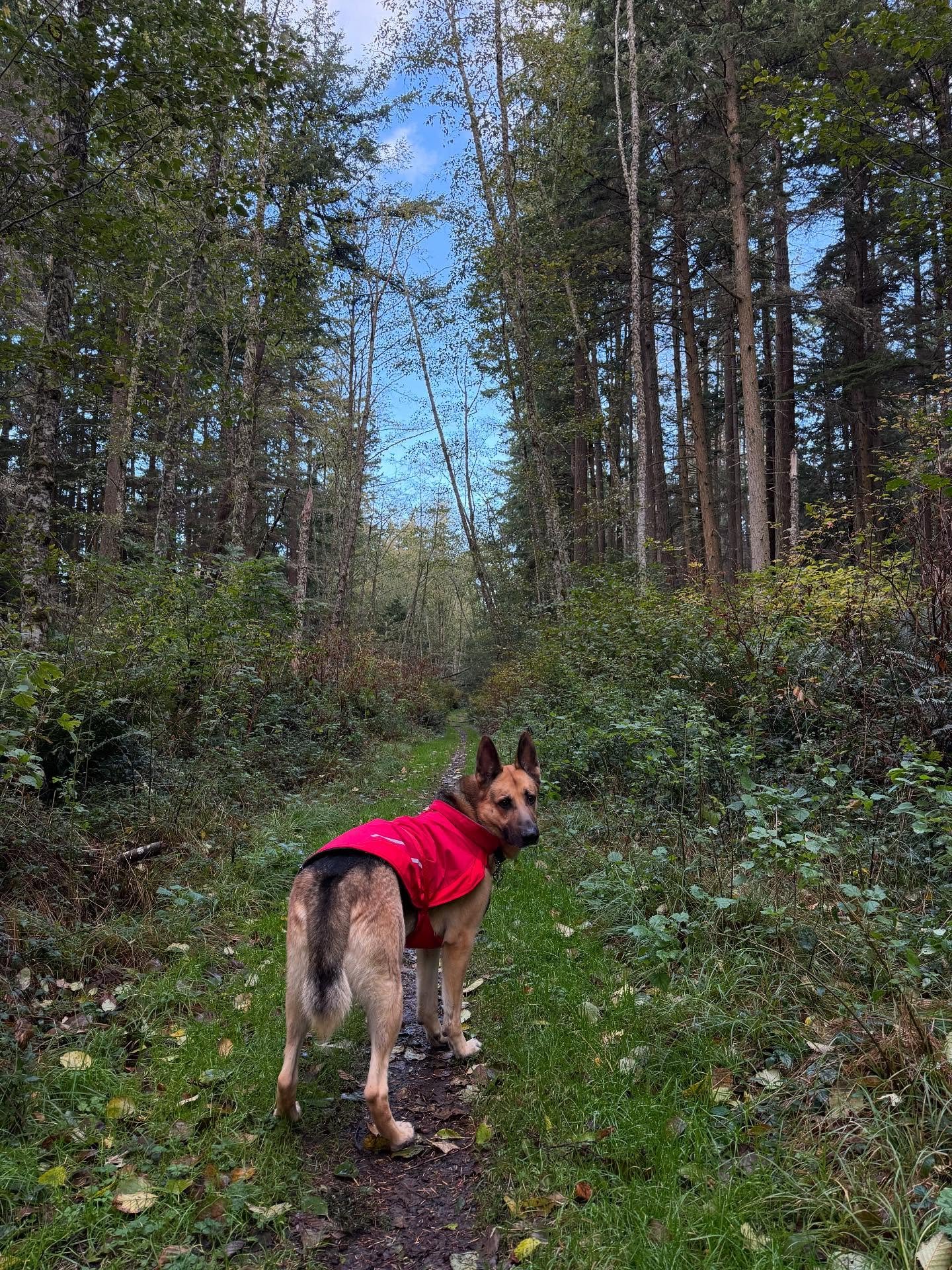 &ldquo;Look deep into nature, and then you will understand everything better.&rdquo;

&mdash;Albert Einstein
.
.
.
#forestbathing #theheartofwhoweare #zen #presence #realizingfreedomtogether #peace #being