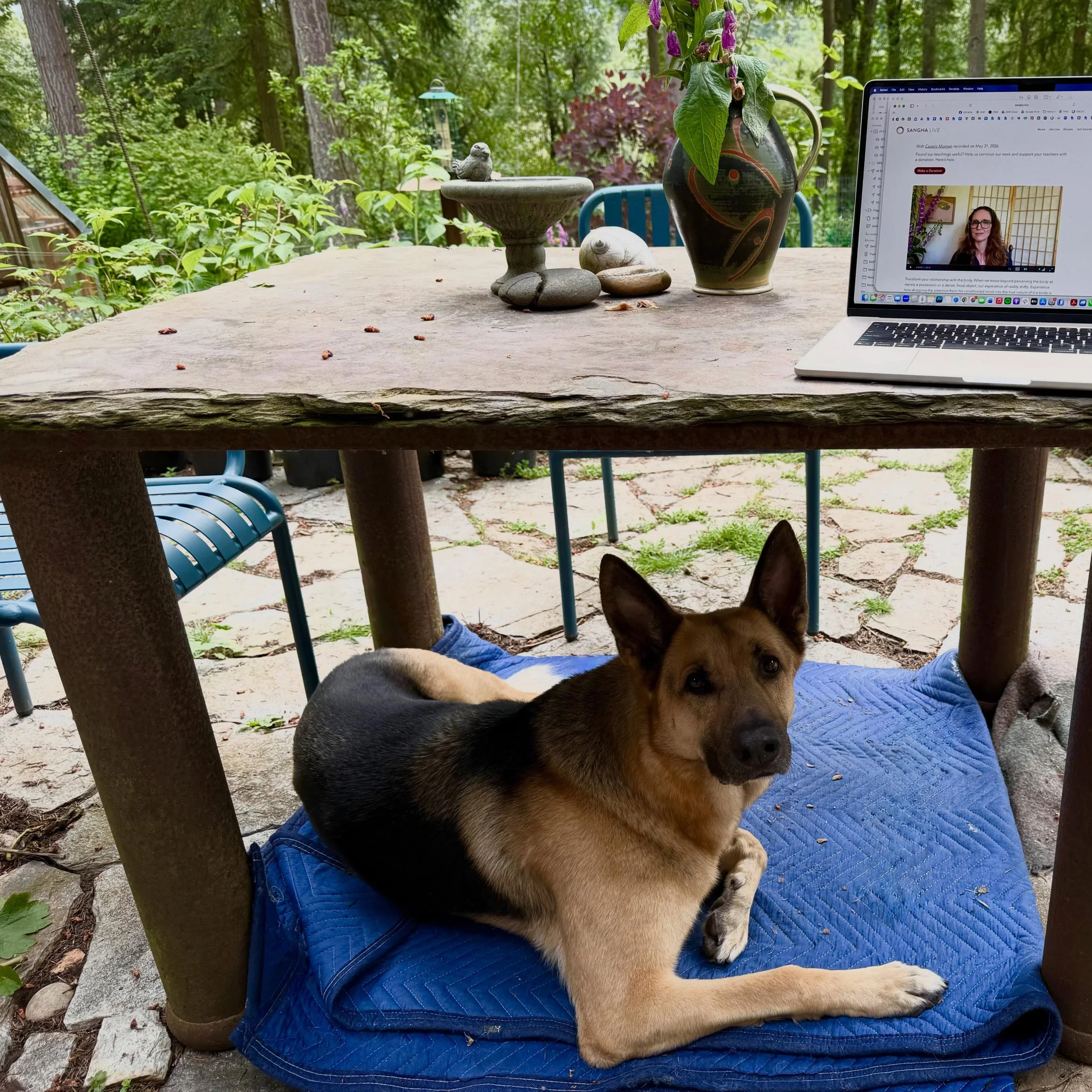 Did you miss The Body as a Gateway to Peace&mdash;a teaching through Sangha Live with Caverly? You can now see the recording on Sangha Live&rsquo;s website. Zen Master Dōgen the dog approves! 
Link in Caverly&rsquo;s bio.
.
.
.
#sanghalive #caverlymo