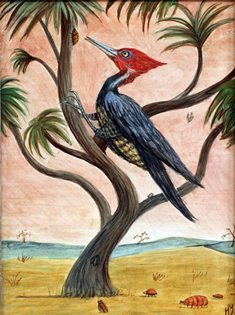 Woodpecker
