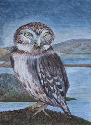 Pygmy Owl at Twighlight