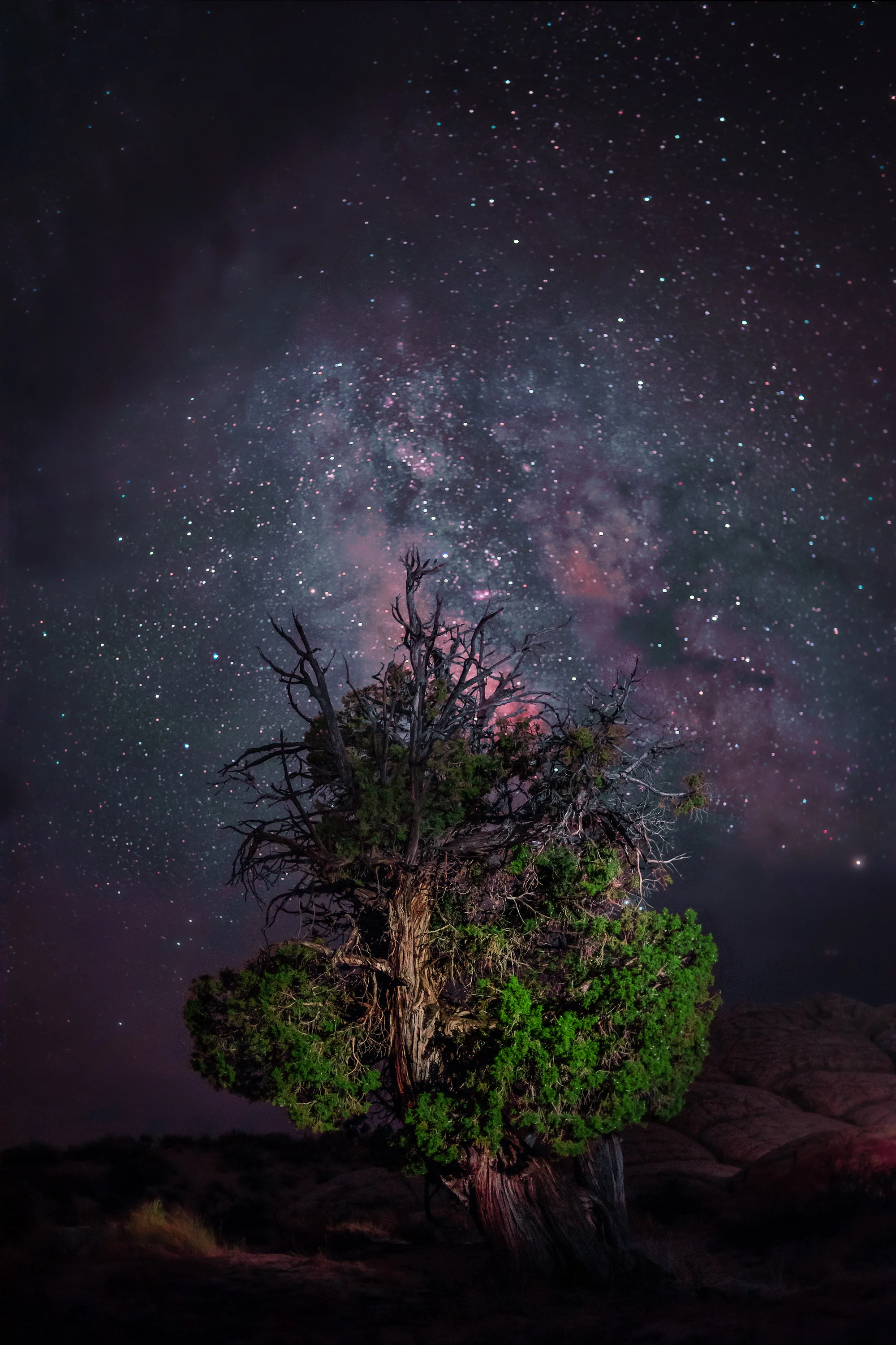 Pine Away.jpg