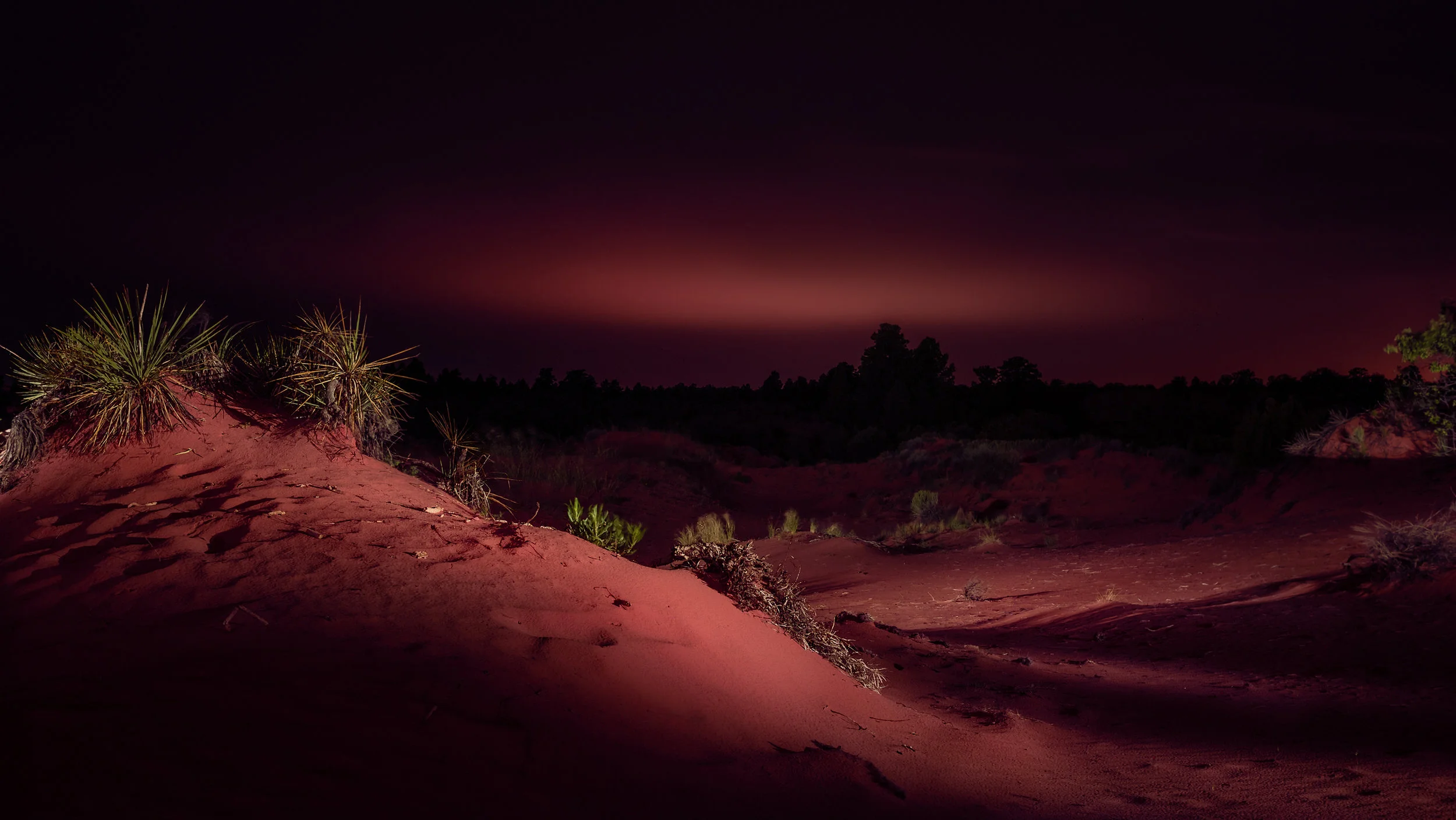 The Pink Night.jpg
