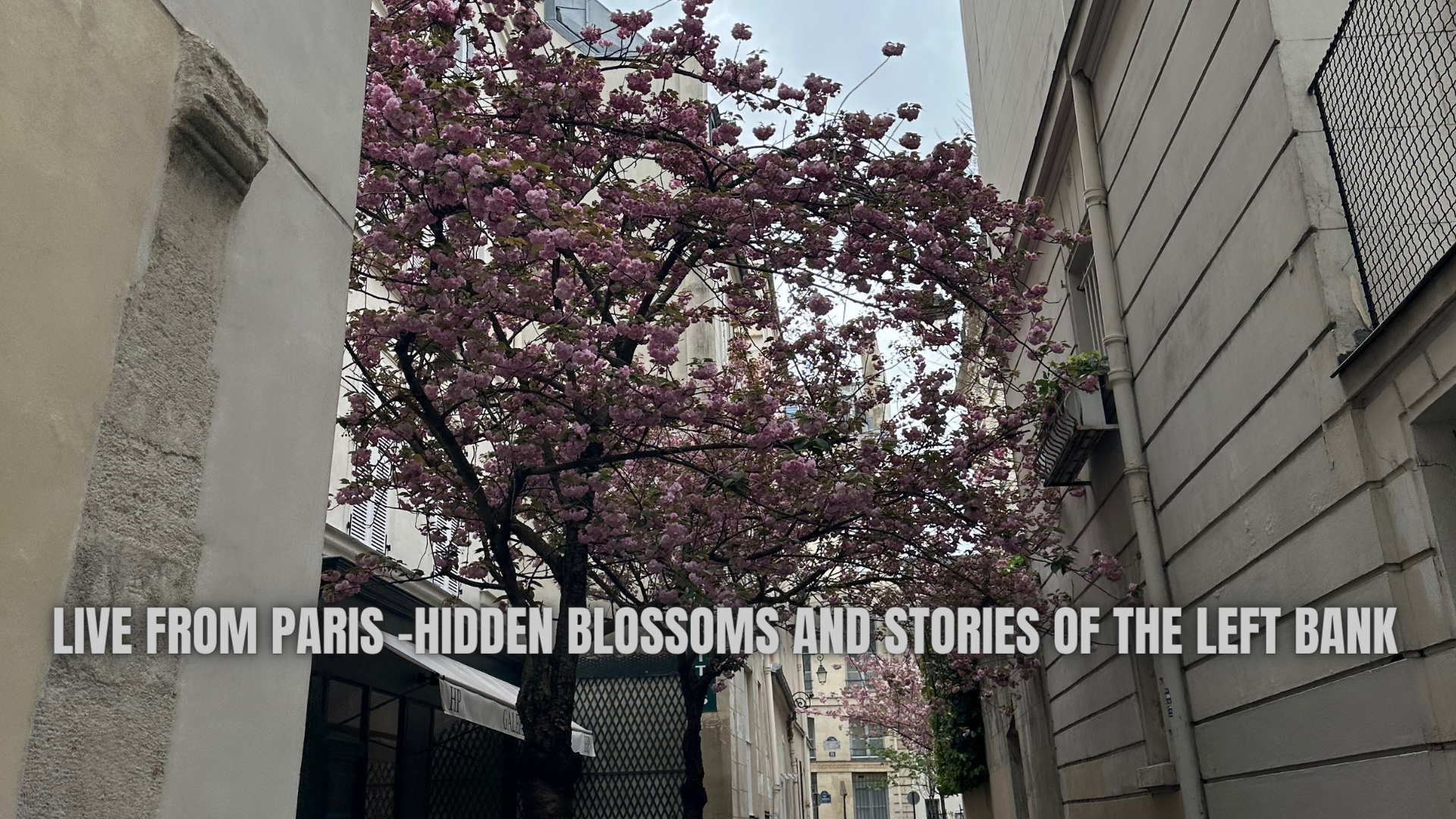 Live from Paris - Hidden Blossoms &amp; Stories of the Left Bank 