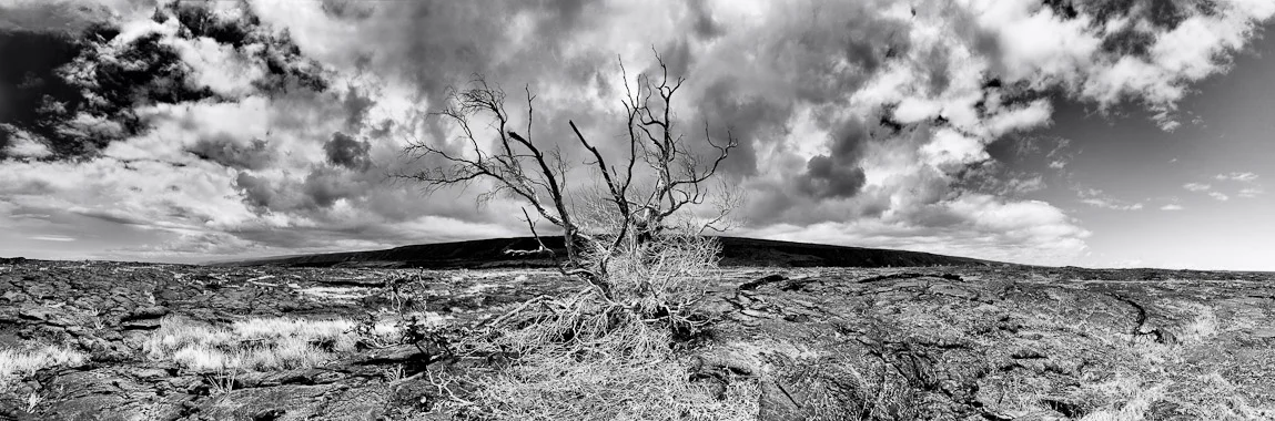 panorama_dead_tree_8285.jpg