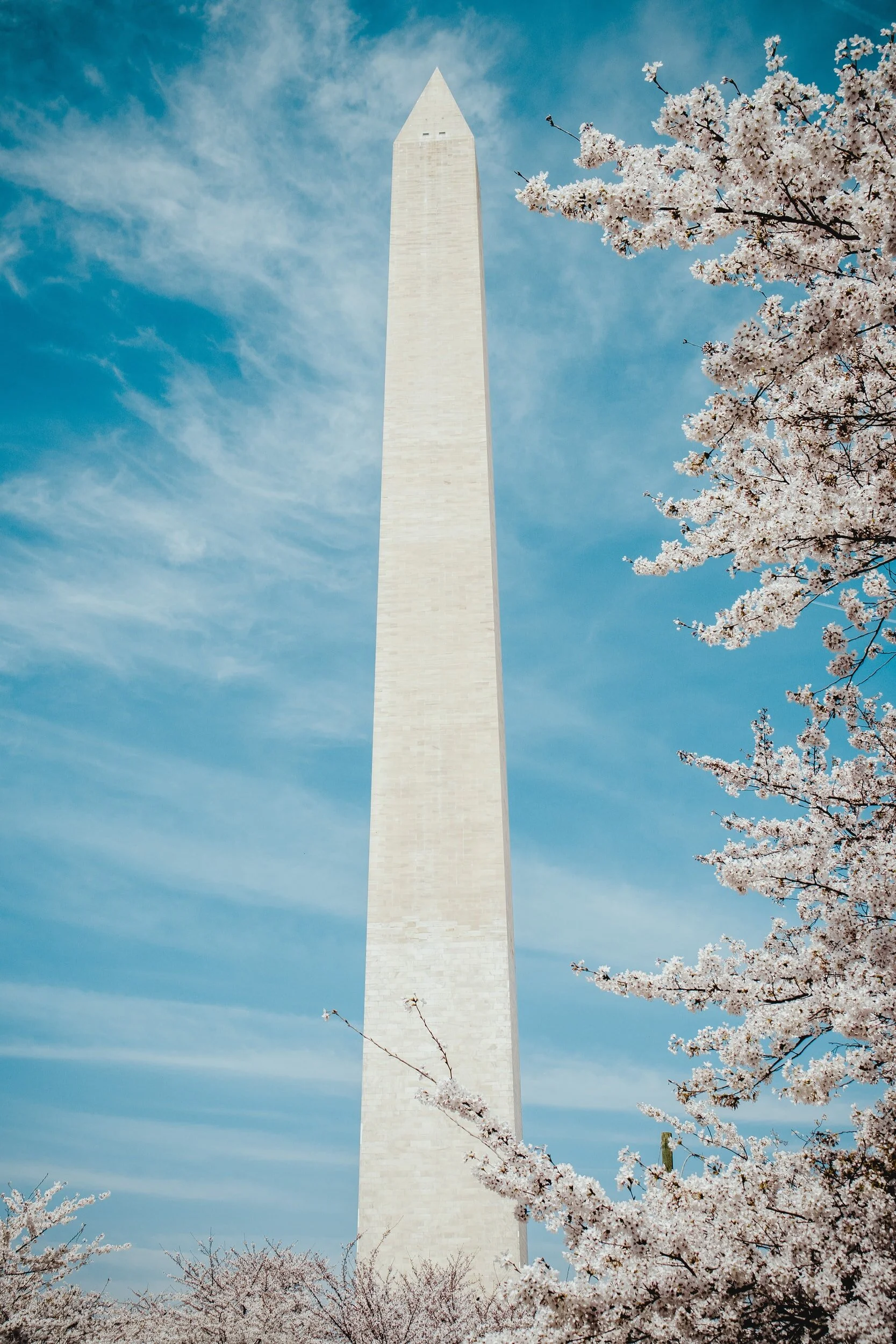 Washington: A City In Bloom