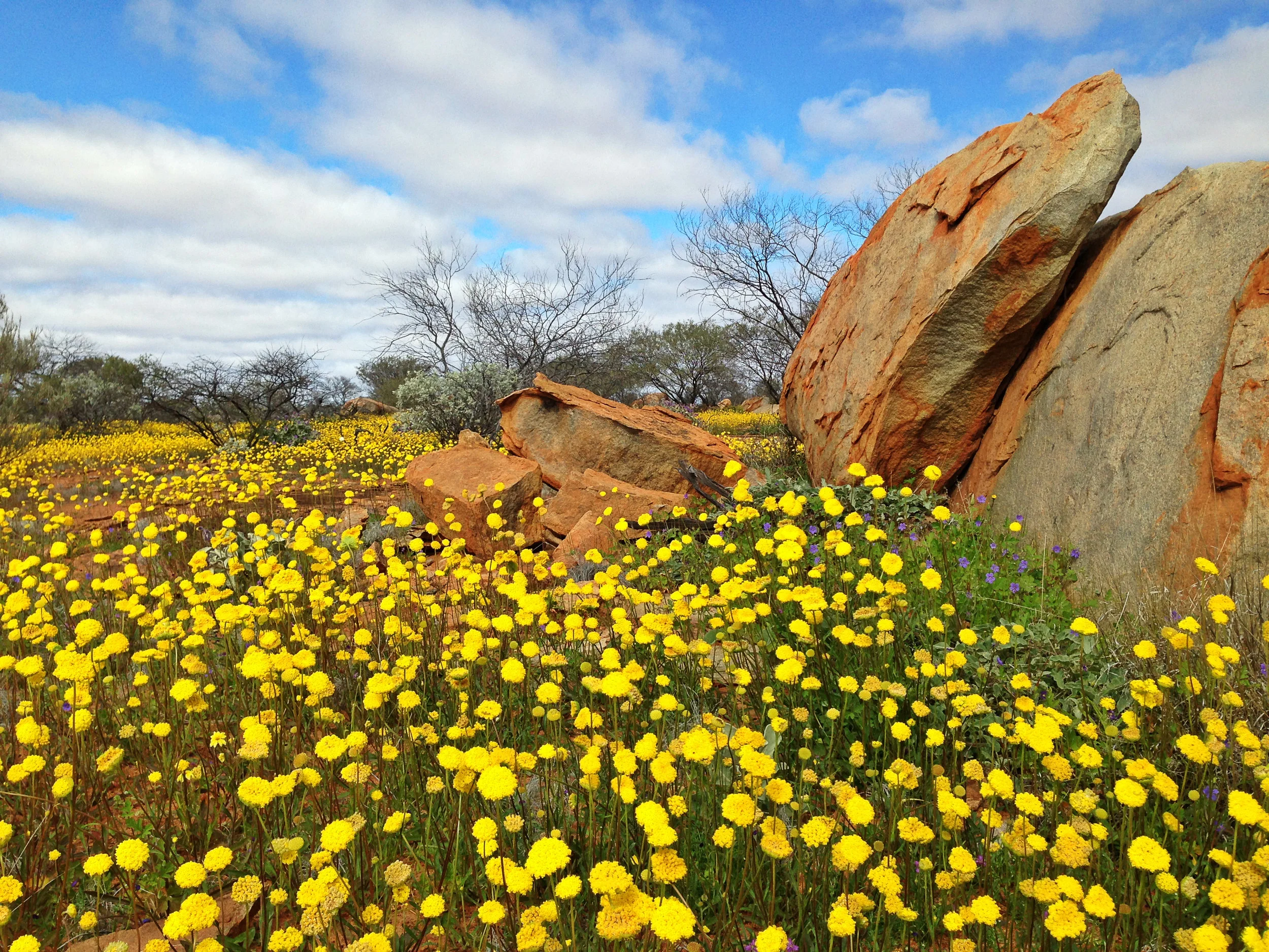 wildflowers4.jpg